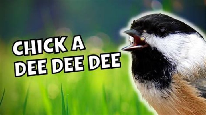 Chick a dee lyrics