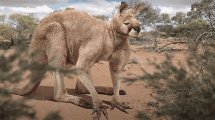 The first kangaroo lyrics